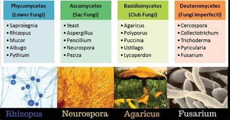 Mycology | Classification of Fungi, Structure, Advantages & disadvantages