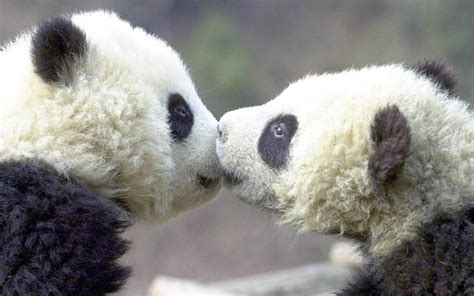 Adorable animals kissing | Amazing Creatures