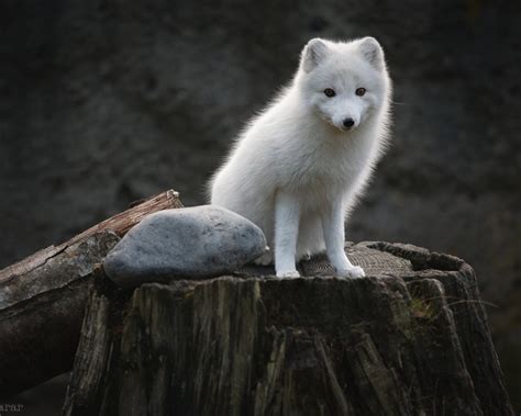 15 Stunning Pictures of White Animals