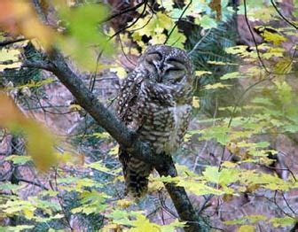 Montane Forests - Science of the American Southwest (U.S. National Park ...