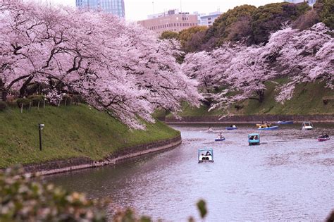 Tokyo Cherry Blossom 2024 - Janie Lisette