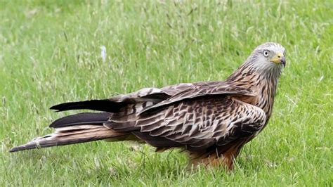 Red kite | The Wildlife Trusts