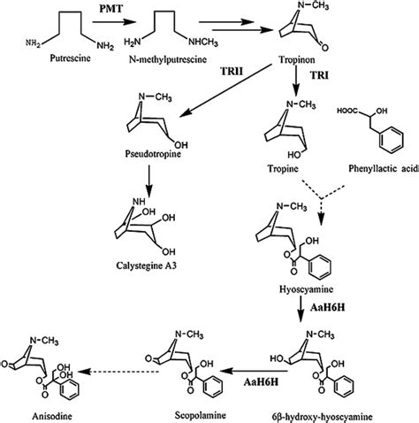 Tropane alkaloid - Alchetron, The Free Social Encyclopedia