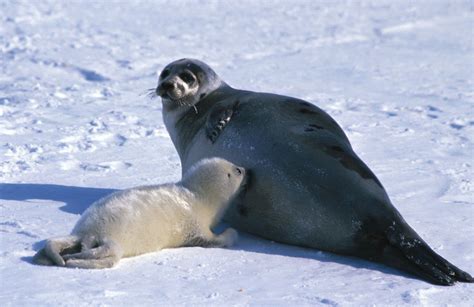 Harp seal | Arctic Mammal, Adaptations & Conservation | Britannica