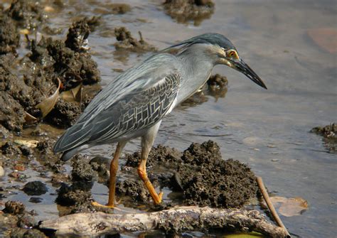 Striated Heron Photograph by Perry Van Munster - Pixels