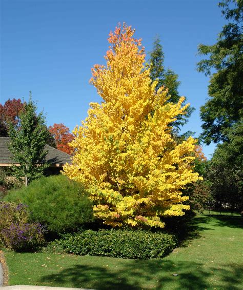 (Cercidiphyllum) Katsura Tree (Fall color) | Landscape Shrubs & Trees | Pinterest | Gardens ...