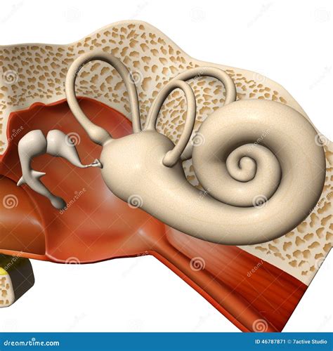 Ear drum stock illustration. Illustration of anatomical - 46787871