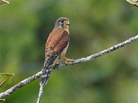 Taxonomy Falconiformus - Observation.org