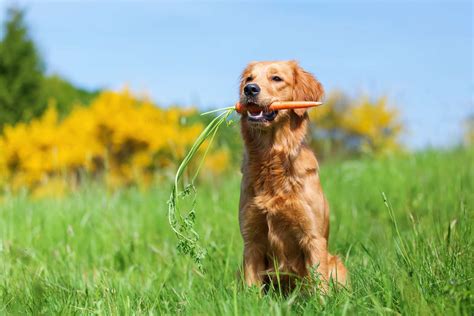 Are Carrots Safe for Dogs?