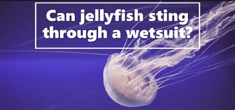 Can Jellyfish Sting Through A Wetsuit?