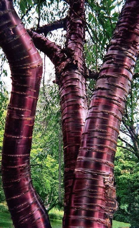 The paperbark cherry, or Tibetan cherry tree is known for its stunning mahogany-red bark. As the ...