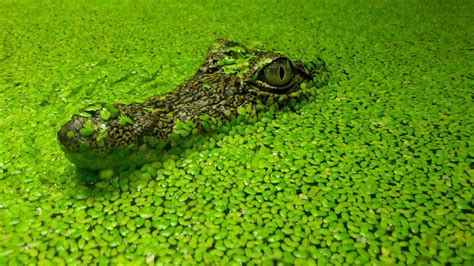 animals, wildlife, reptiles, alligators, reptile, crocodile, fauna, alligator, vertebrate ...