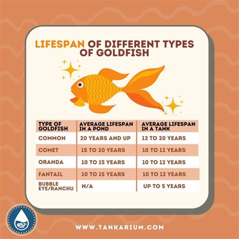 How Long do Goldfish Live? | Goldfish, Goldfish types, Lifespan