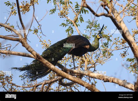 Green peafowl hi-res stock photography and images - Alamy