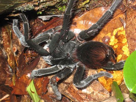 Goliath Tarantula – Lives of Wander