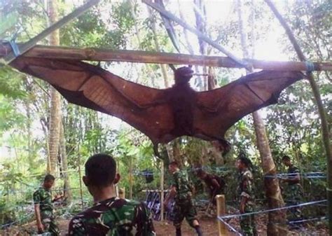 Megabat ~ Detailed Information | Photos | Videos