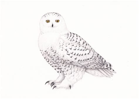 Snowy Owl Drawing Cute - bmp-woot