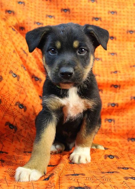 Adopt Glam on Petfinder | Rottweiler mix puppies, Rottweiler mix ...