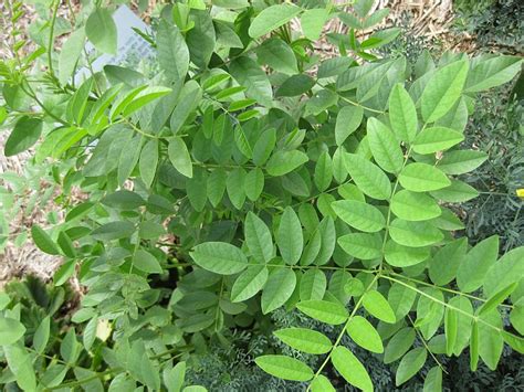 Growing Licorice: The Complete Guide to Plant, Care and Harvest Licorice