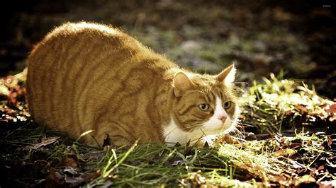 Fat ginger cat wallpaper - Animal wallpapers - #46901