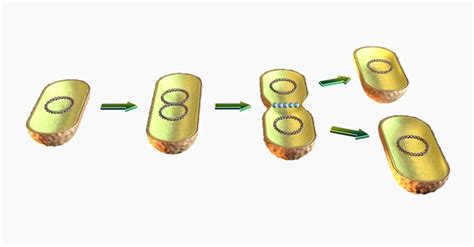 Binary Fission - Definition, Steps and Examples | Biology Dictionary