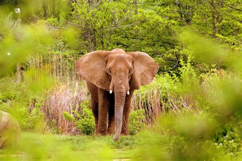 African Elephant - Nashville Zoo | African elephant, Elephant habitat ...