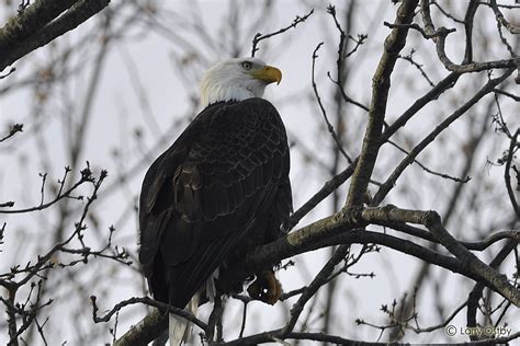 Larry Ostby's Wild Critters: Conowingo Dam Eagles