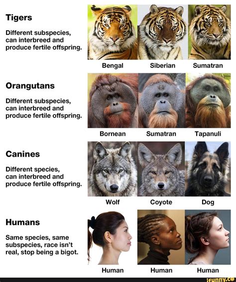 Tigers Different subspecies, can interbreed and produce fertile ...