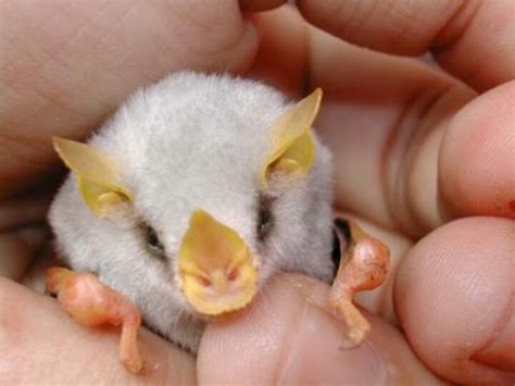 Honduran white bat. | BATS!! | Pinterest