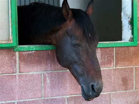 How do Horses Sleep Standing Up? ⋆ How To Dressage