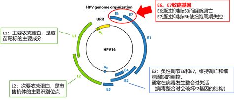 Hpv Mrna E6/e7 Detected Pregnancy - Reproduction Online