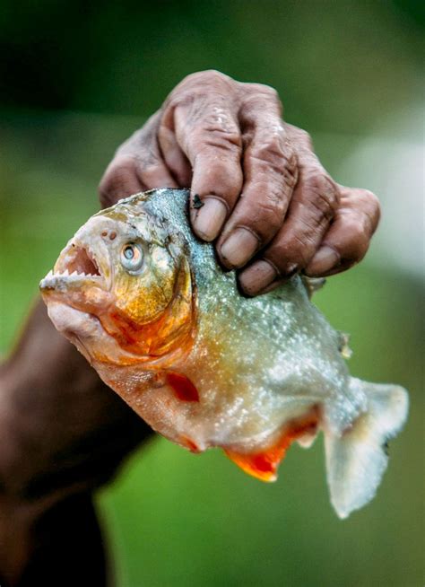 The Peruvian Amazon: 26 Images That Capture Its Beautiful Diversity