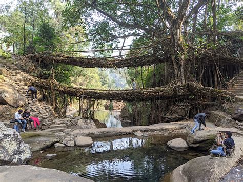 Facts about the Living Root Bridges in Meghalaya ~ The Land of Wanderlust