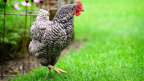 Dominique Chicken: What to Know Before Getting One