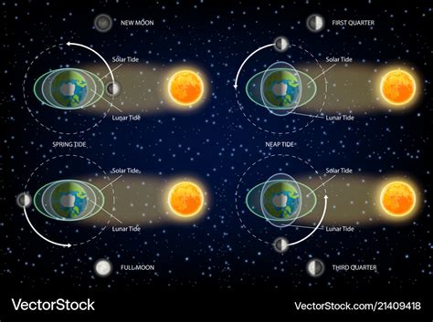 Lunar and solar tides diagram Royalty Free Vector Image