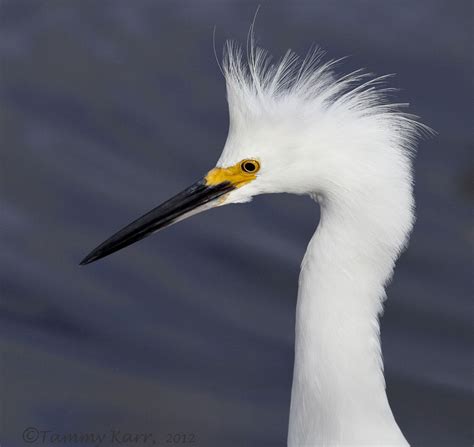 i heart florida birds: Snow White Birds