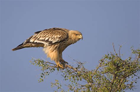 Imperial Eagle Photograph by Shlomo Waldmann - Fine Art America