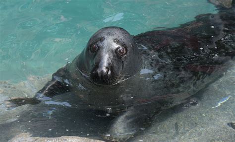 Gray seal | Smithsonian's National Zoo