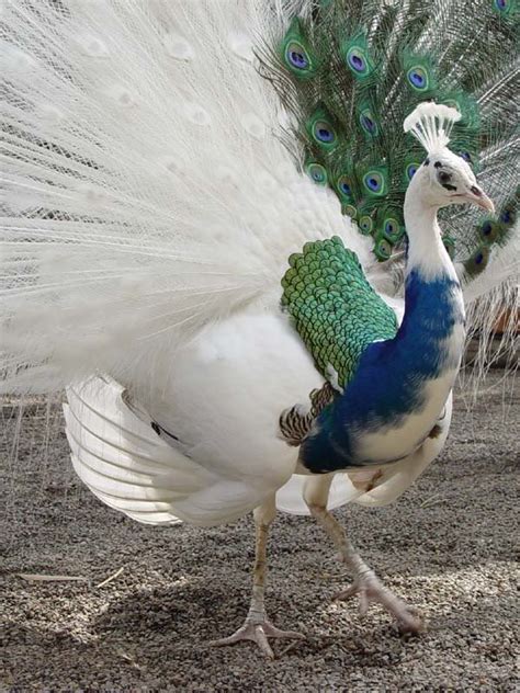 A Peacock with partial leucism : pics