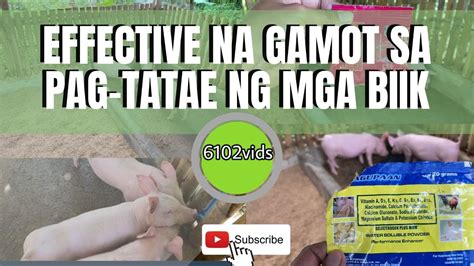 Effective na Gamot sa Pagtatae ng mga Biik || Dapat Ipainum sa Biik na Nagtatae || Piglet ...