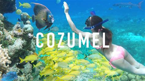 COZUMEL SNORKELING TIPS & Creepy Animals - YouTube