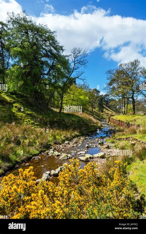 Wald von Bowland. Fluss Marshaw Wyre in den Trog von Bowland ...