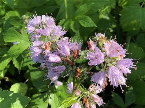 Wisconsin Wildflower | Eastern Waterleaf | Virginia Waterleaf | Hydrophyllum virginianum