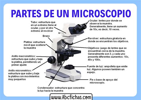 Mapa Mental Sobre El Microscopio Sus Partes Y Funciones Claver | Images and Photos finder