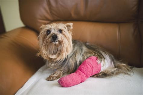 Dog Limping: Possible Causes and Treatments