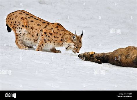 Eurasian lynx (Lynx lynx) sniffing at killed roe deer in the snow in winter Stock Photo - Alamy