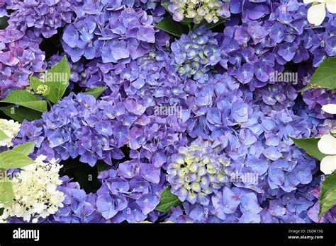 Hortensia jip blue hi-res stock photography and images - Alamy