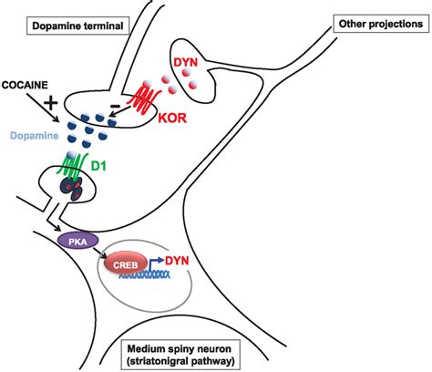 Model by which the dynorphin/kappa system could counteract... | Download Scientific Diagram