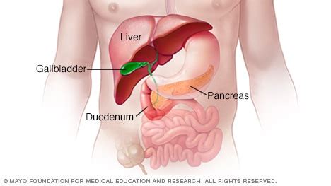 Slide show: See how your digestive system works - Mayo Clinic