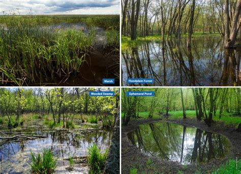 How to identify Wisconsin’s common wetland types, Part I | Wisconsin ...